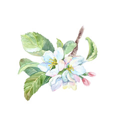 Apple and pear blossom. Beautiful white flowers and green leaves on a branch watercolor illustration isolated. Hand drawn botanical clip art for creating juice or jam labels.
