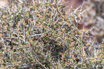 Cercocarpus intricatus, little-leaf mountain mahogany. Lipan Point,  Desert View Drive, Grand Canyon National Park. Arizona
