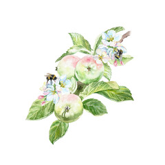 Branch with beautiful tasty apples, elegant white flowers, green leaves and sitting bees watercolor illustration isolated. Hand drawn bright botanical clip art for creating juice or jam labels.