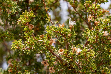 Purshia stansburyana is a species of flowering plant in the rose family known by the common name Stansbury's cliffrose. Lipan Point, Desert View Drive, Grand Canyon National Park. Arizona

