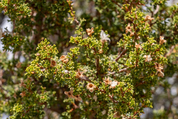 Purshia stansburyana is a species of flowering plant in the rose family known by the common name Stansbury's cliffrose. Lipan Point, Desert View Drive, Grand Canyon National Park. Arizona