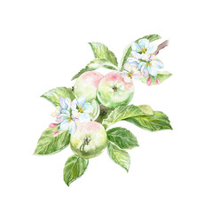 Branch with beautiful tasty apples, elegant white flowers and green leaves watercolor illustration isolated. Hand drawn bright botanical clip art for creating juice or jam labels.