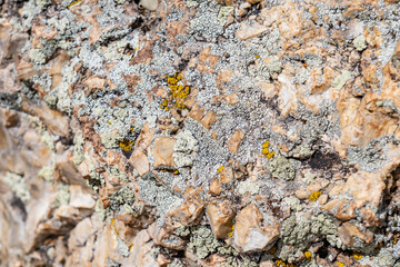 Acarospora strigata is an areolate to verruculous crustose lichen that grows on Chert is a...