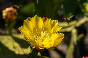 Yellow flower of opuntia ficus indica cactus in natural habitat.