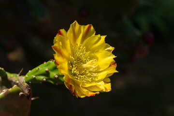 Yellow flower of opuntia ficus indica cactus in natural habitat.
