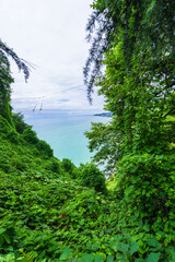 Scenic landscape on Black sea with green exotic trees and bushes in botanical garden, Batumi
