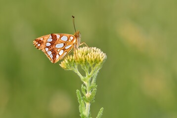 photos of butterflies feeding on flowers