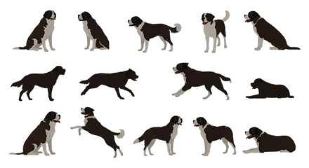 Obraz premium Saint Bernard dogs various poses black background isolated on a transparent background canine