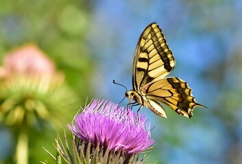 photos of wild animals and butterflies