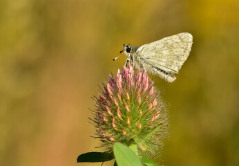 wildlife images. photos of various butterflies.