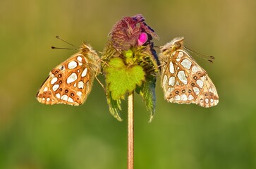 photos of butterflies feeding on flowers