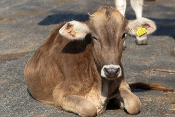 Vaca cerrando el ojo