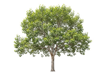 Obraz premium A lush green tree with dense foliage isolated on a transparent background