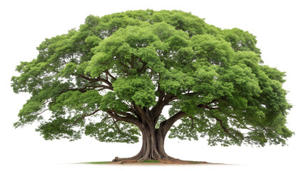 Isolated big tree with green leaves nature background tree trunk branches foliage plant forest park outdoor