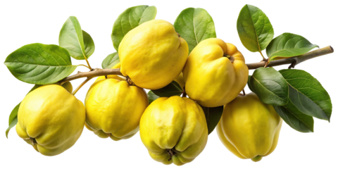A cluster of ripe yellow quince fruits with green leaves on a branch isolated on transparent background