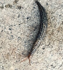 Leopard Slug Crawling on a Rough Concrete Surface