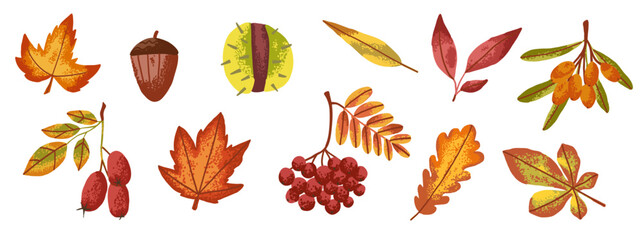 Autumn dry leaves of maple, oak, chestnut. Forest red berry in flat style with texture