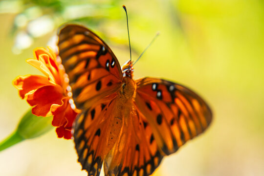 Gulf Fritillary on flower in summer