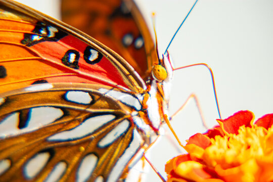 Close up of Gulf Fritillary
