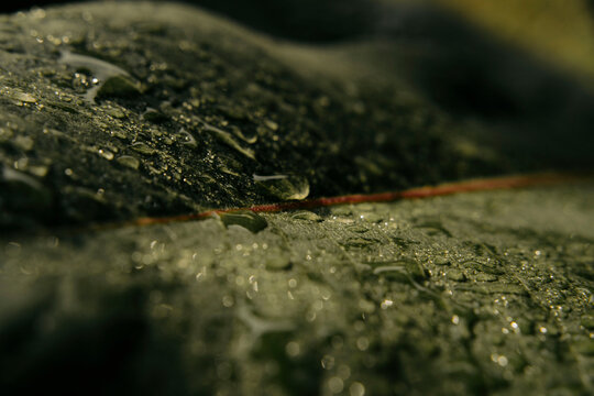 Green leave with rain drops close up view shot, vibrant depth macro photo, blurred background