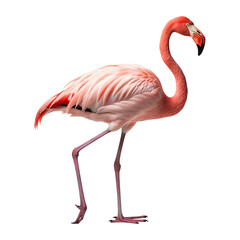 Obraz premium Standing flamingo bird isolated on a transparent background remove Png, clipping path