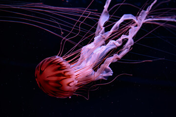 jelly fish in aquarium