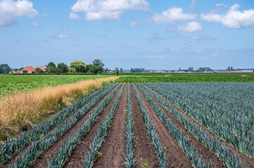 Leek and cabbage fields at the Flemish countryside in Diksmuide, West Flanders, Belgium