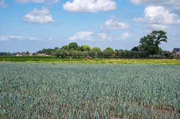 Leek and cabbage fields at the Flemish countryside in Diksmuide, West Flanders, Belgium