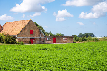 Green potato fields at the Flemish countryside in Diksmuide, West Flanders, Belgium