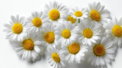 Beautiful White and Yellow Daisy Flower Arrangement on Pristine White Background