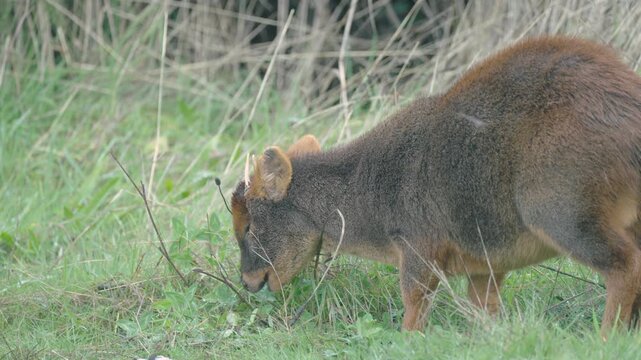 Wild Pudu Grazing in the Grass
