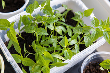 Young pepper seedlings in pots in spring.
