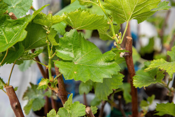 Young vine seedlings in pots in spring.