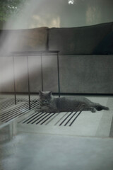 Grey cat lying on a striped rug in a modern living room, partially seen through a glass window. Minimalist interior with a sofa and side table in the background, creating a cozy atmosphere.