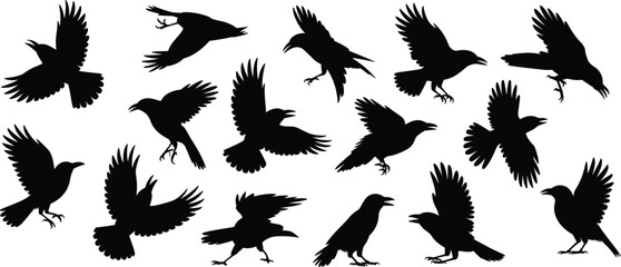 Crow bird silhouettes in various flying and landing poses, black vector illustration set for wildlife, nature, design, and decorative use