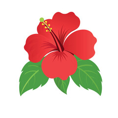 red hibiscus flower