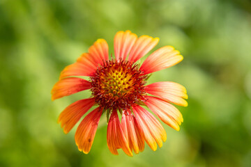 Indian Blanket, Gaillardia pulchella, Lithonia, Ga