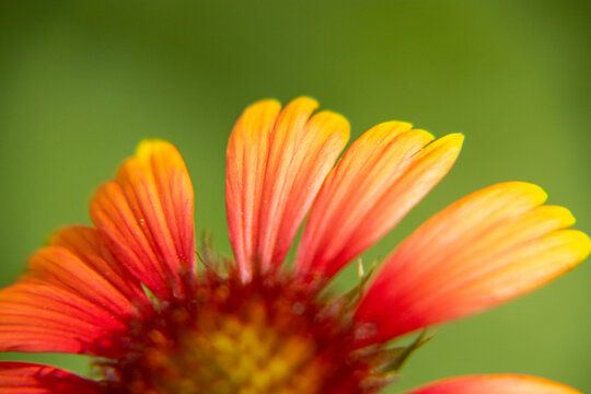 Indian Blanket, Gaillardia pulchella, Lithonia, Ga