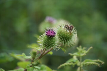 Arctium lappa, greater burdock, beggar's buttons, thorny burr, happy major, dziad, plant, weed, purple flower, uk