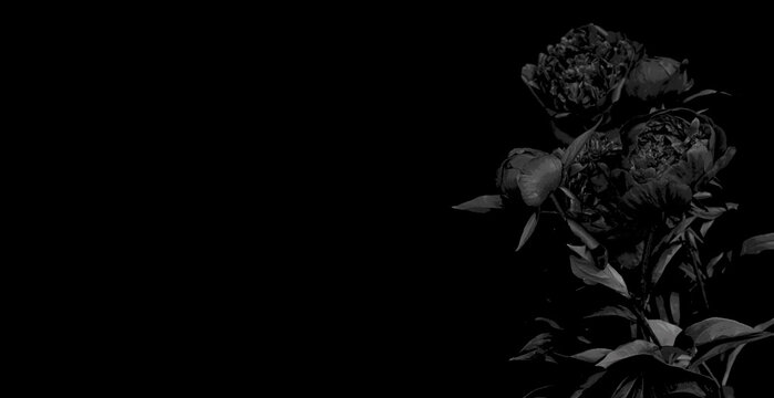 Artistic black-and-white peonies with leaves on a deep black backdrop. Elegant floral composition with dramatic contrast. Copy space. banner