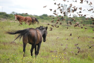 horses in the field
