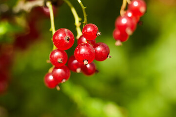 Fresh red currants hanging on green branches, showcasing vibrant berries surrounded by lush...