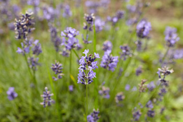 Lavender flowers blooming in a vibrant garden, showcasing delicate purple petals and lush green...