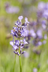 Obraz premium Close-up of delicate lavender flowers in a vibrant green field, showcasing their intricate petals and soft hues, evoking a sense of tranquility and natural beauty