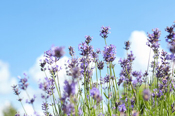 Vibrant lavender flowers in full bloom against a clear blue sky, showcasing delicate petals and...