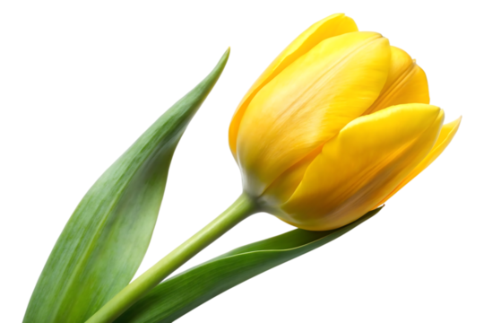 yellow tulip flower image isolated on a transparent background