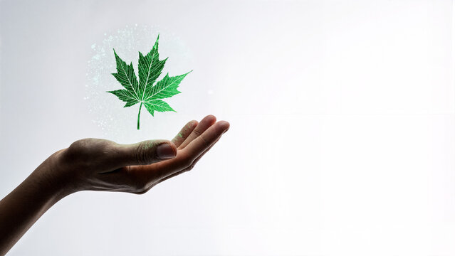 Digital Nature: Leaf as Hologram Above the Hand