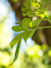 Macro of a Phyllobius on a green plant in summer