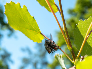 Macro of a pair of flies mating on a plant