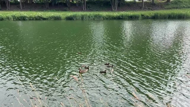 ducks in the pond